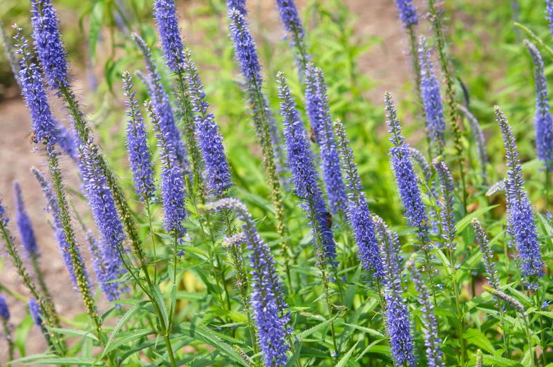 Veronica (Speedwell)