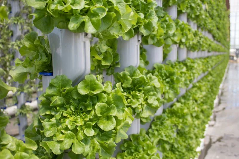 Vertical Gardening Techniques