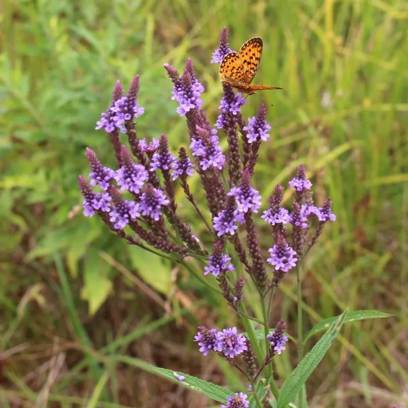 Vervain
