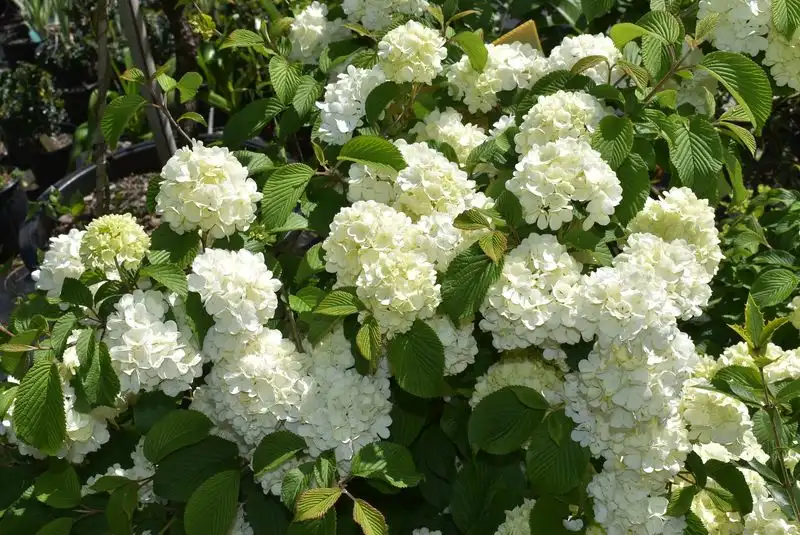 Viburnum