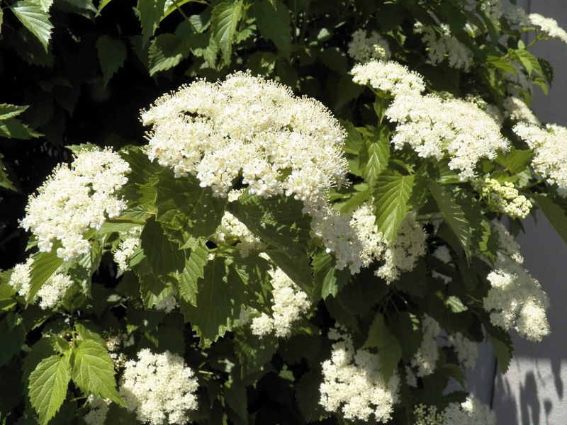 Viburnum