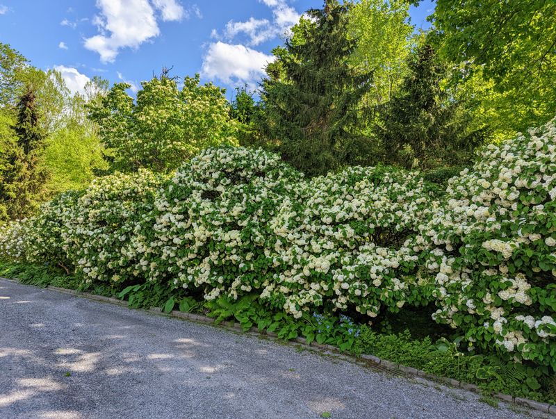 Viburnum