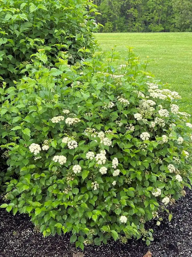 Viburnum