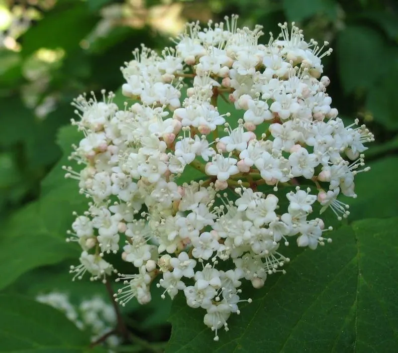 Viburnum