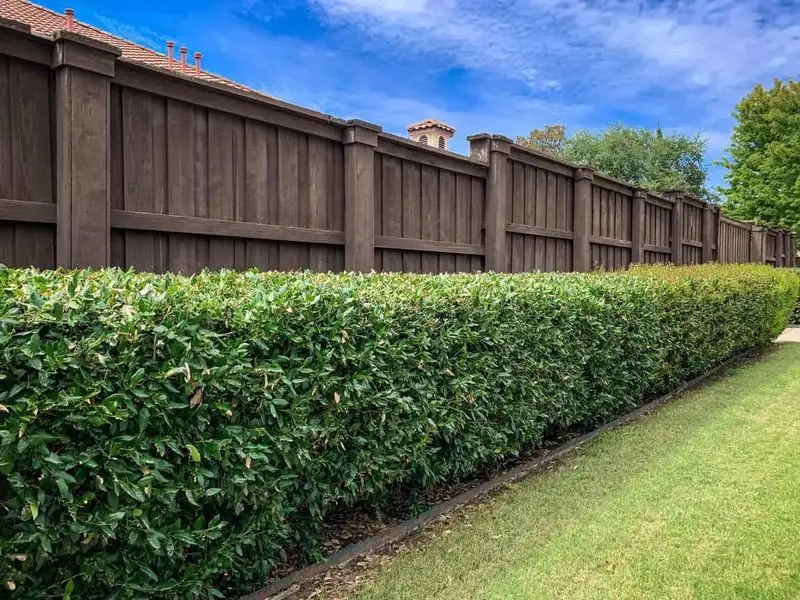Viburnum Barrier