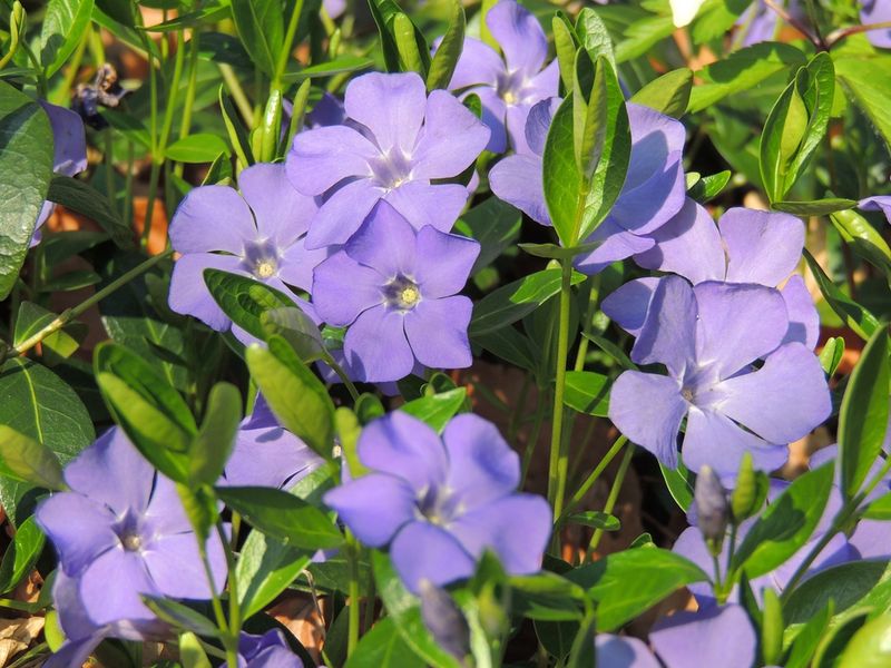 Vinca Minor