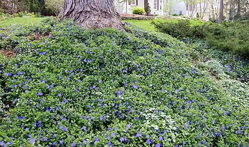 Vinca Minor