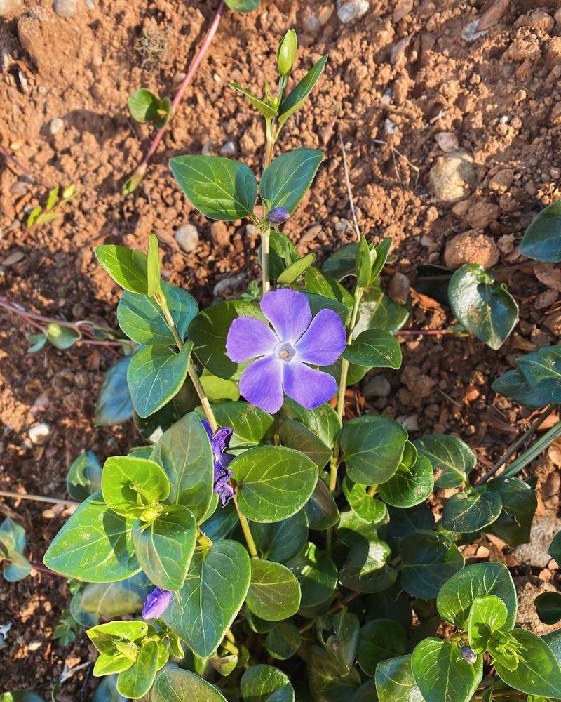 Vinca Minor