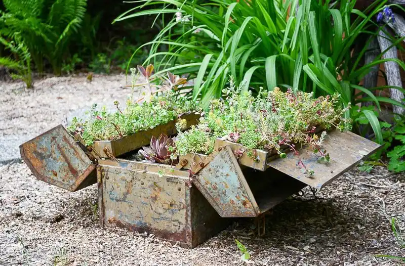 Vintage Toolbox Succulent Garden