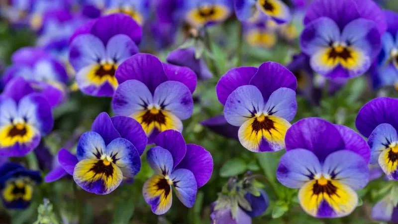 Violas