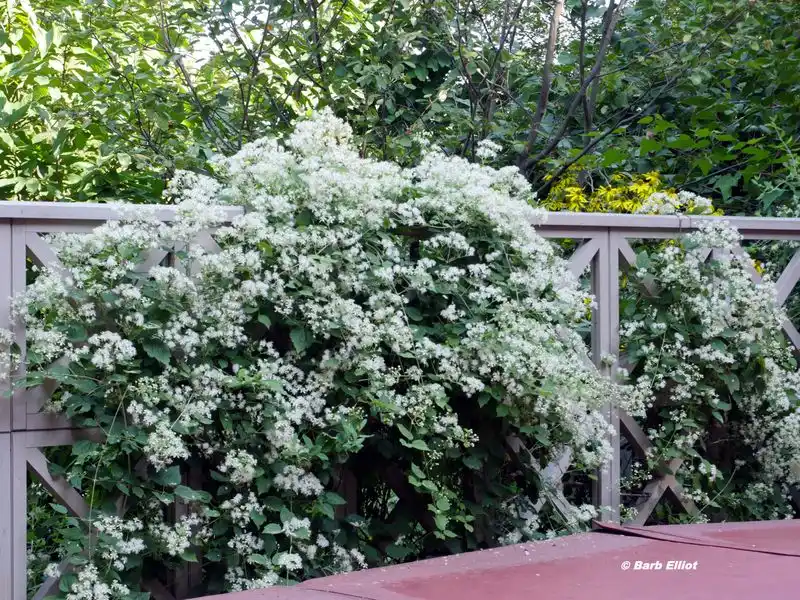 Virgin's Bower