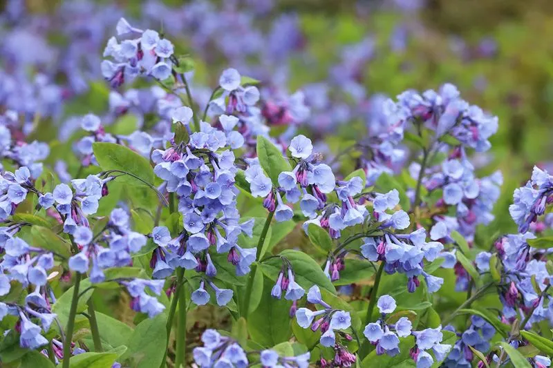 Virginia Bluebells