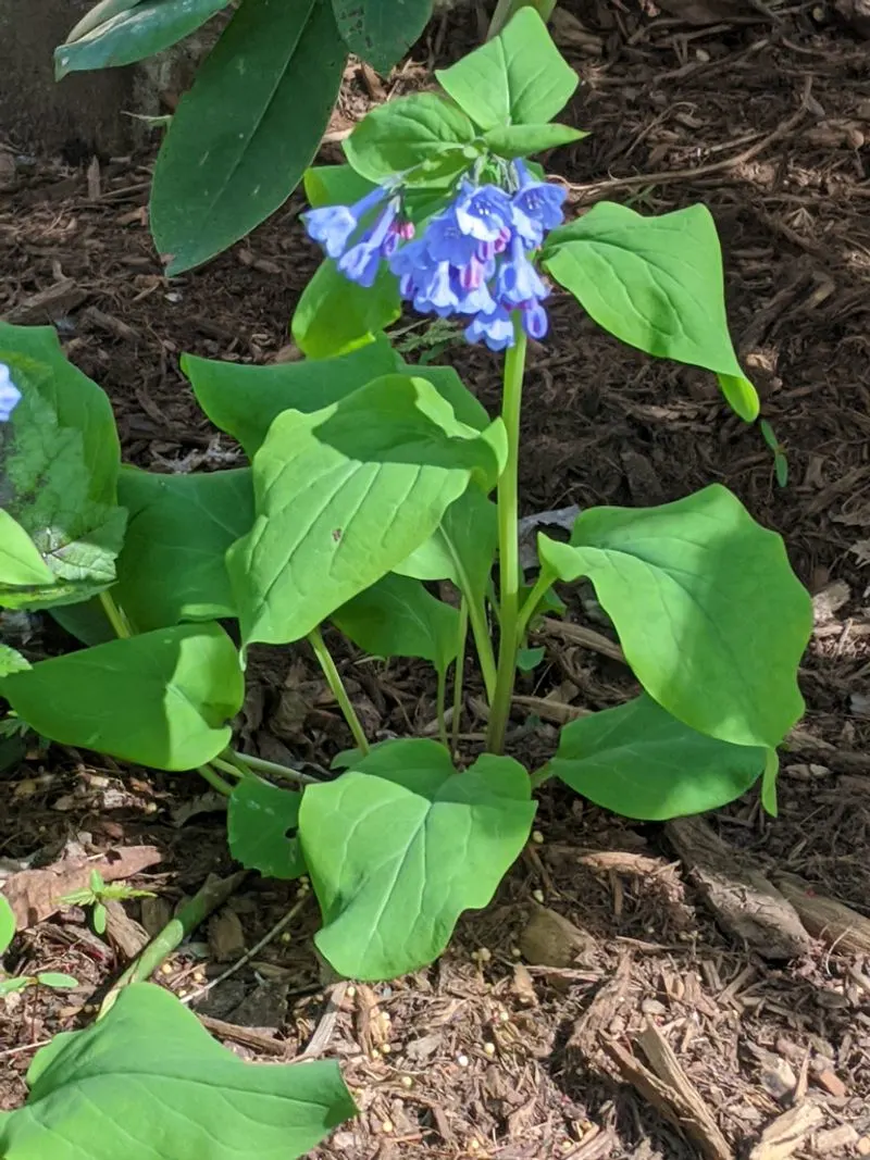 Virginia Bluebells