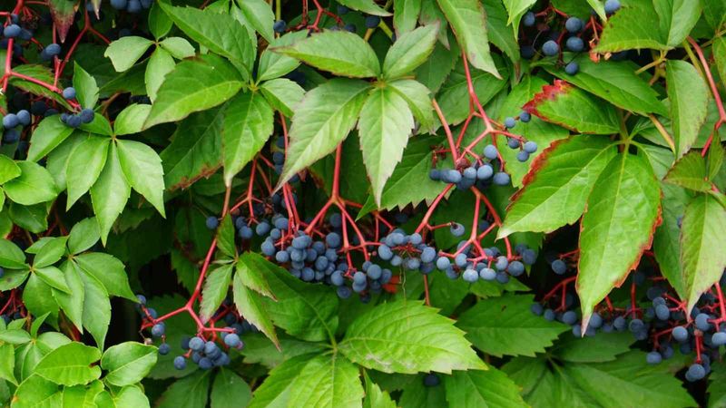 Virginia Creeper