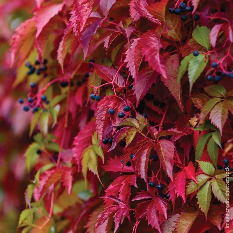 Virginia Creeper