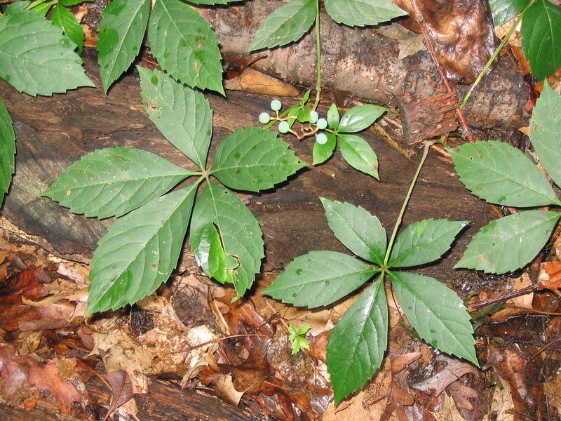 Virginia Creeper