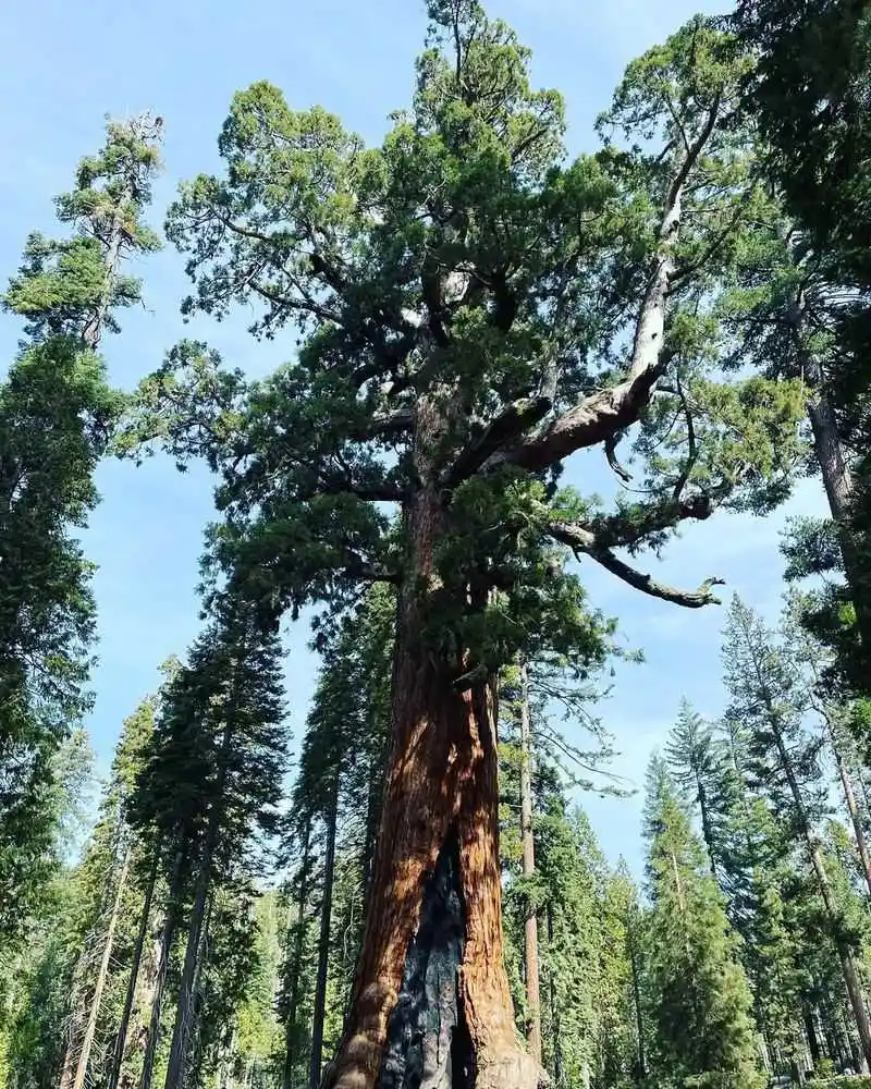 Ecological Role