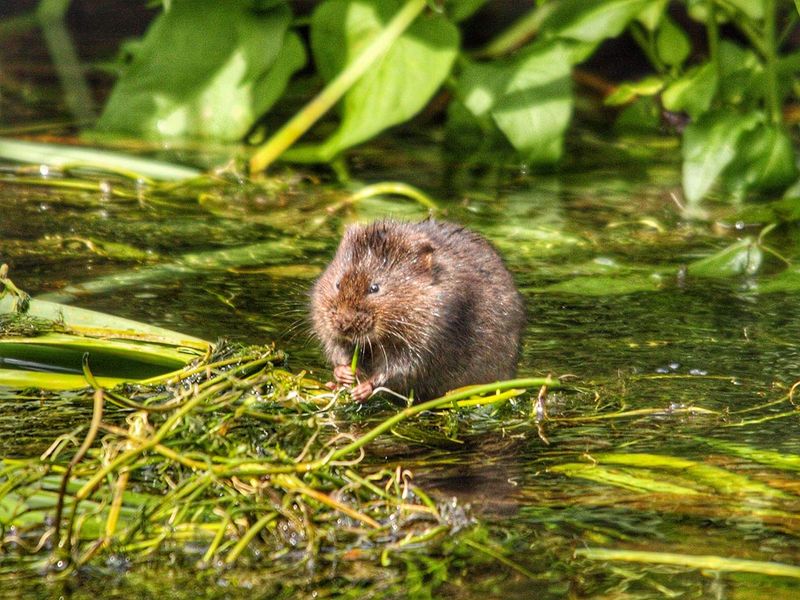 Voles