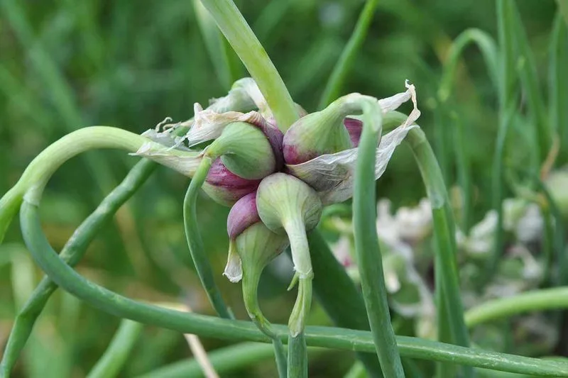 Walking Onion