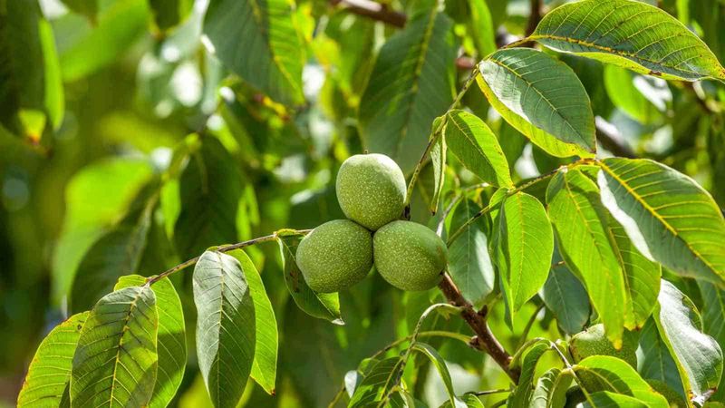 Walnut Tree