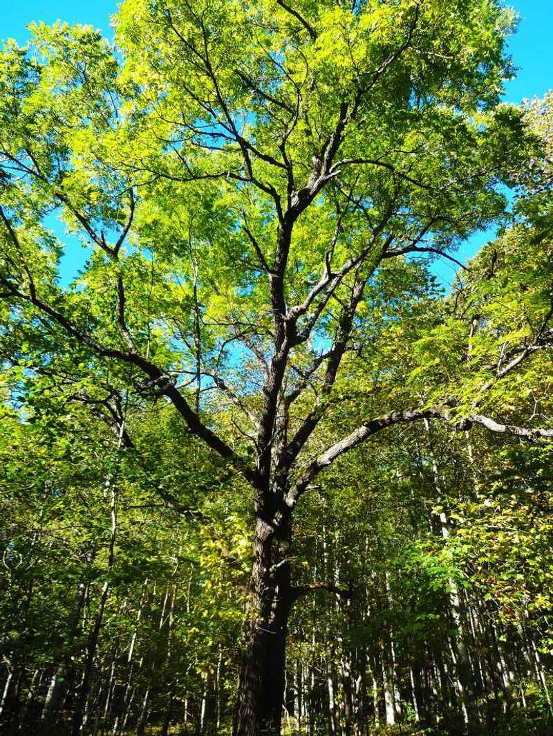 Walnut Tree