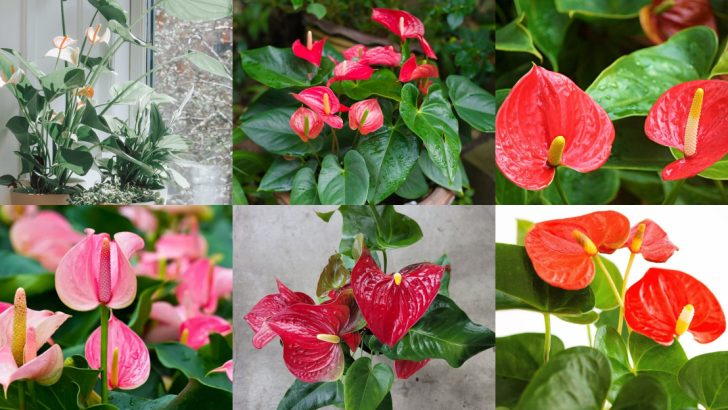 Want an Exotic Indoor Garden? These 11 Anthurium Care Tips Will Help