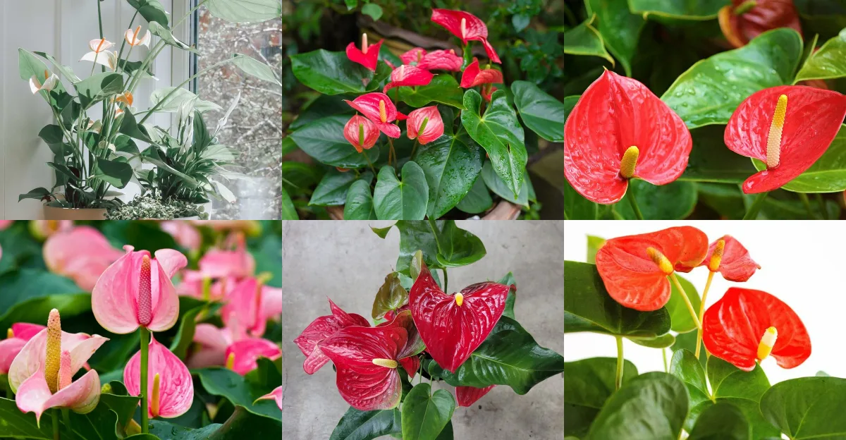 Want an Exotic Indoor Garden