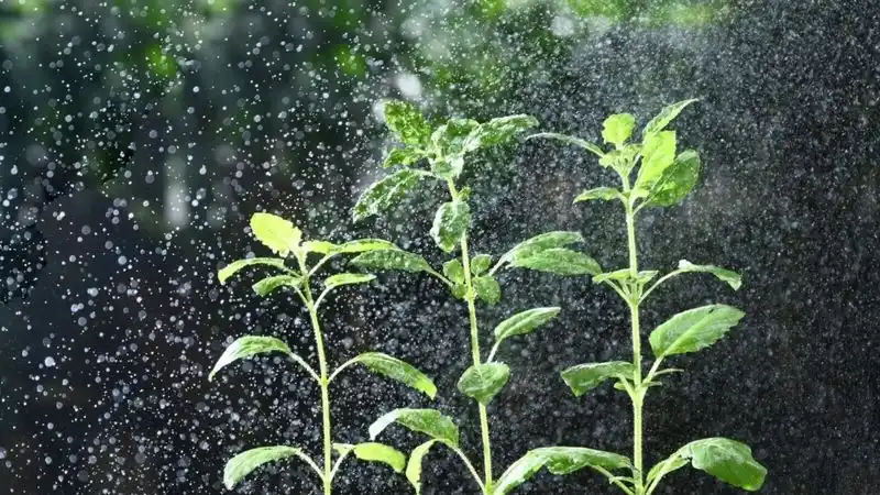 Water Consistently but Not Excessively