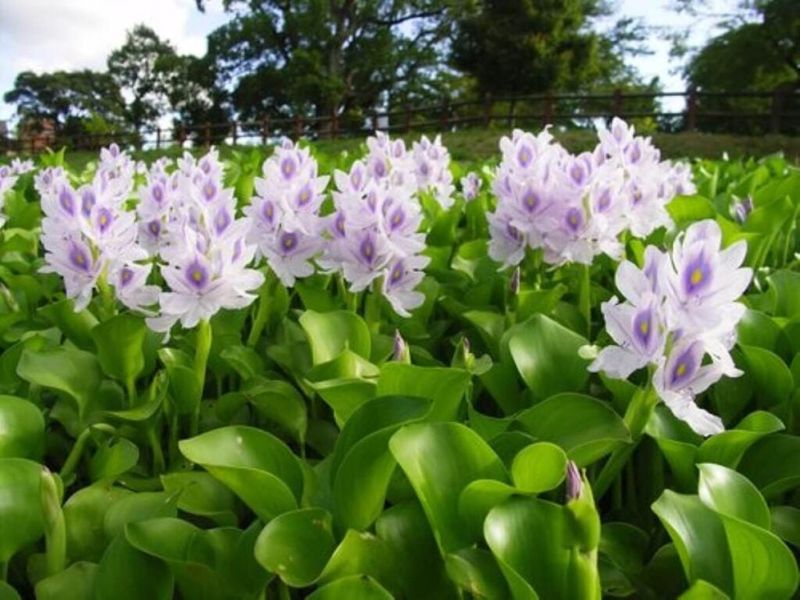 Water Hyacinth