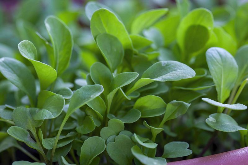 Watercress