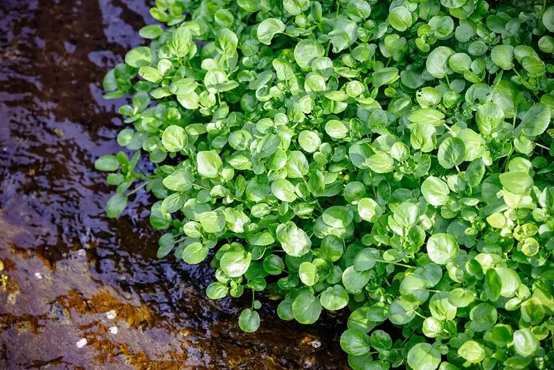 Watercress