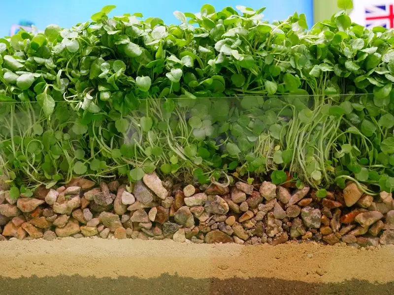 Watercress