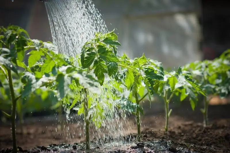 Watering Techniques