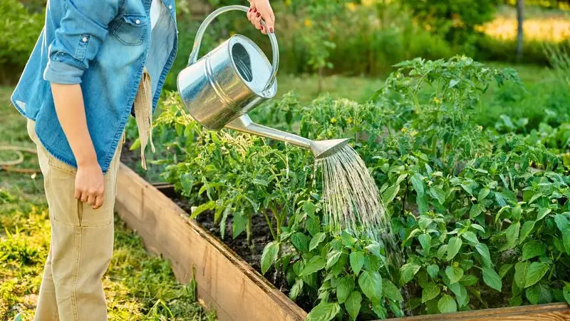 Watering Wisely