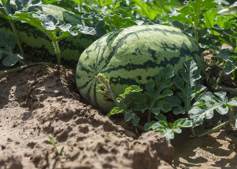 Watermelon