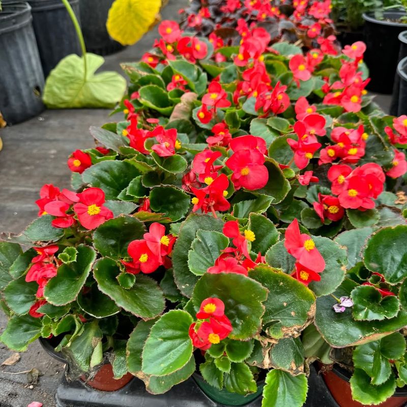 Wax Begonias