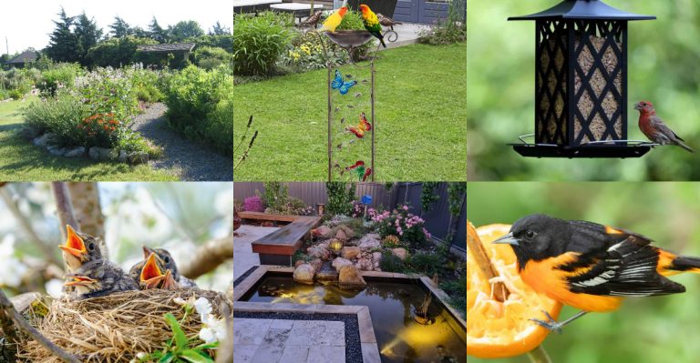 Ways to Create the Ultimate Backyard Bird Sanctuary