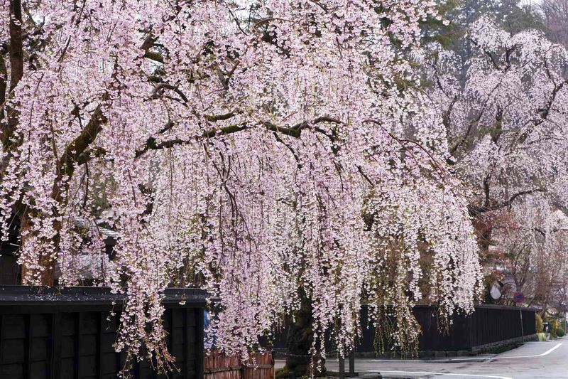 Weeping Cherry