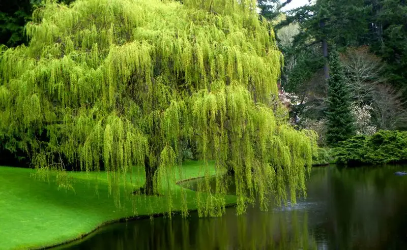 Weeping Willow