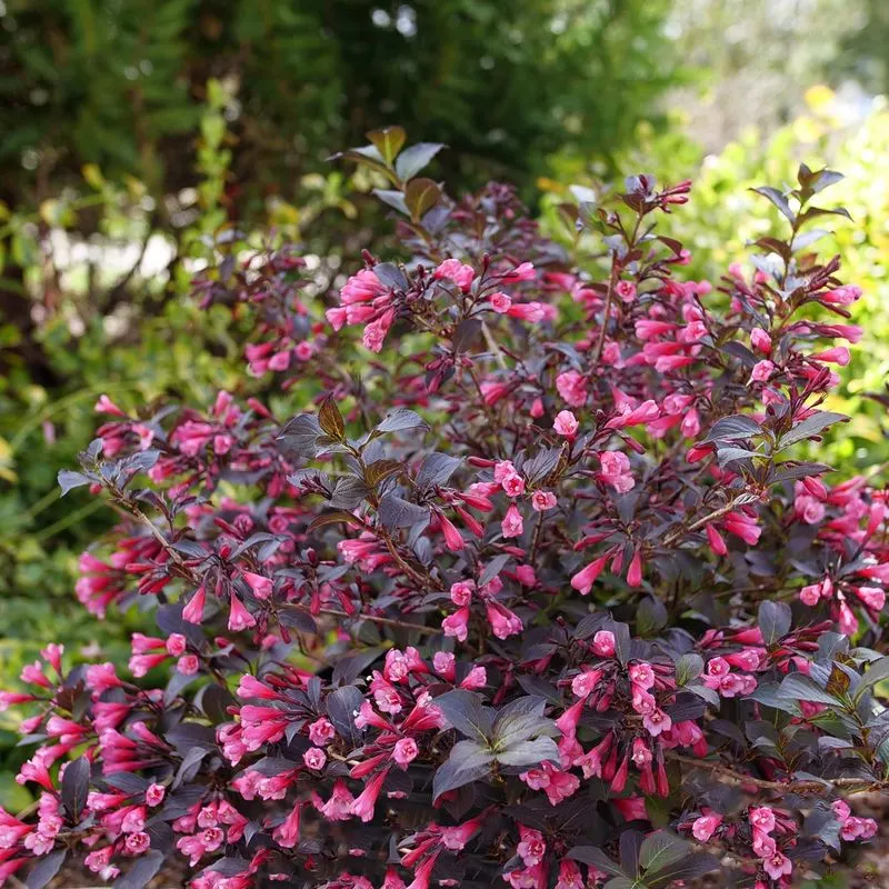 Weigela