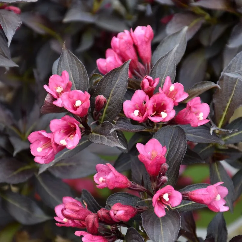 Weigela