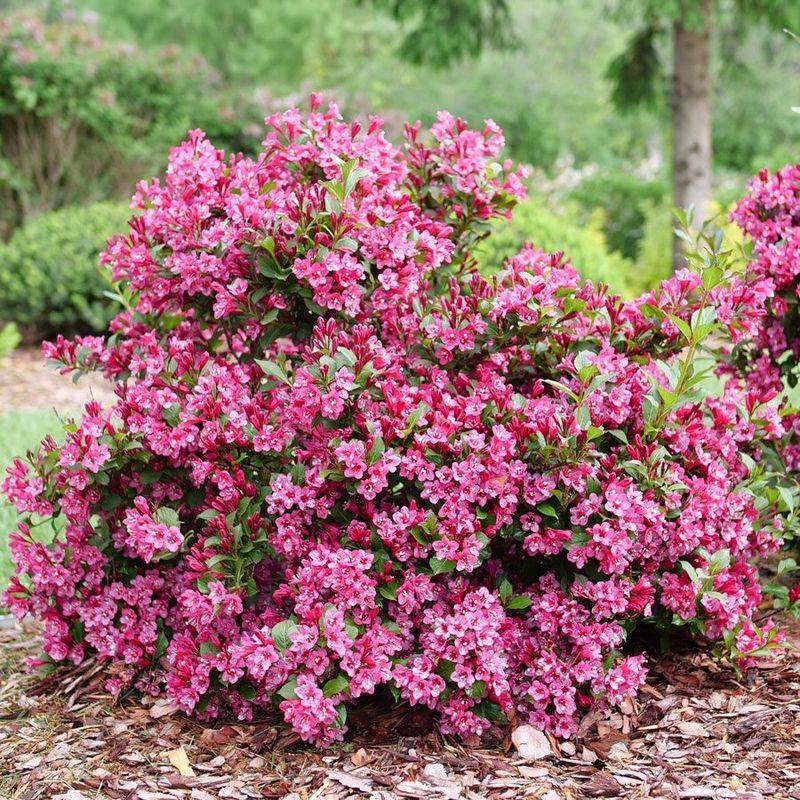 Weigela