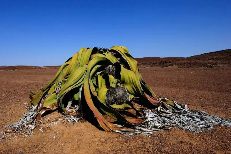 Welwitschia mirabilis