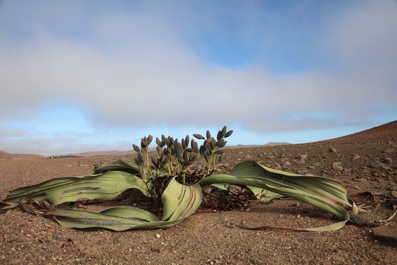 Welwitschia mirabilis