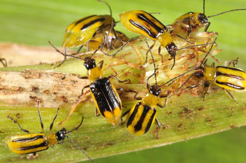 Western Corn Rootworm