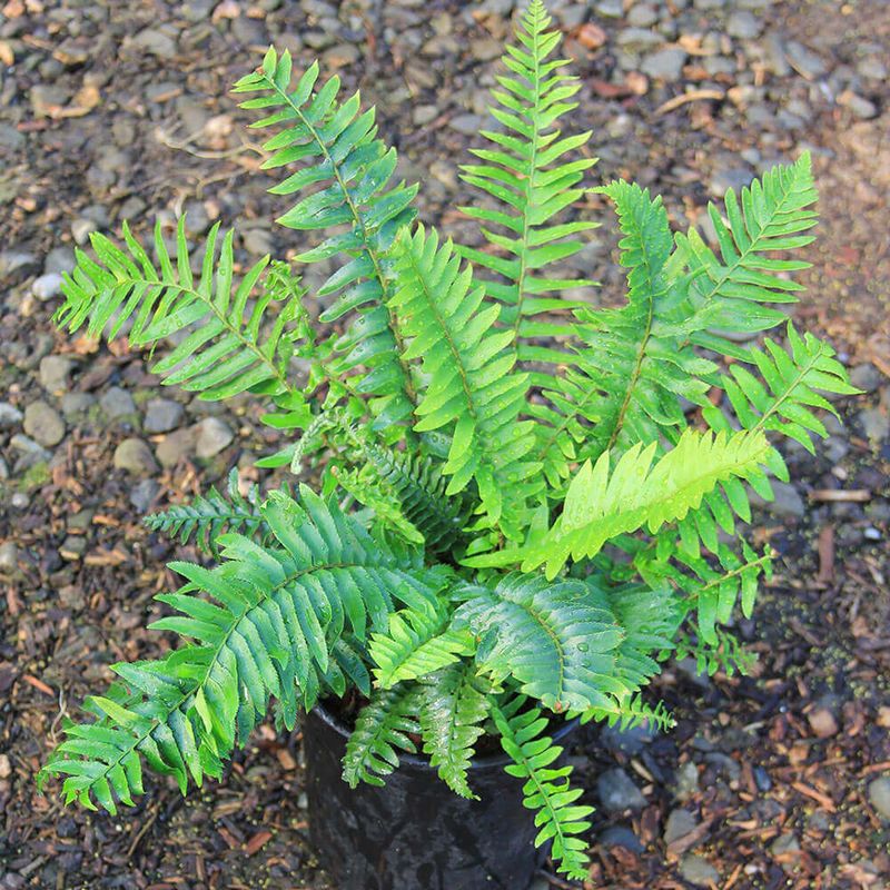 Western Sword Fern