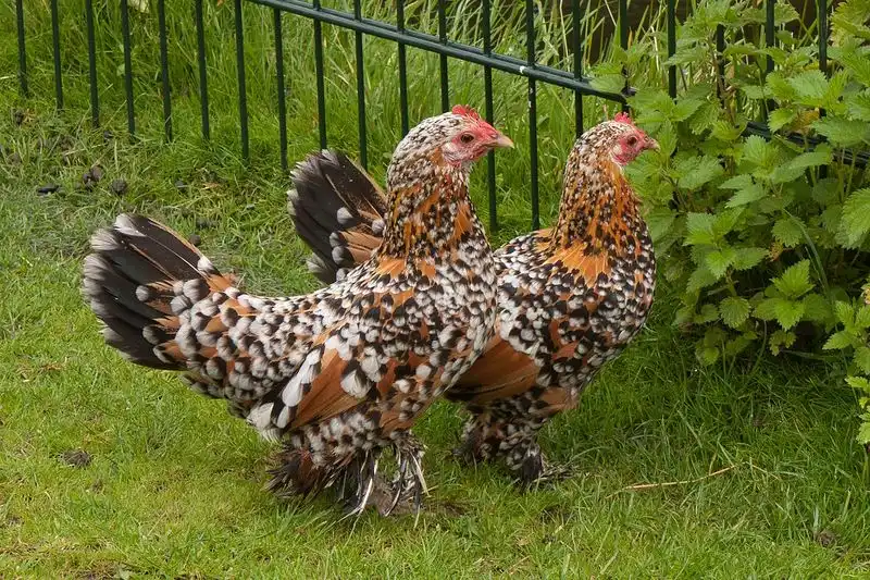 What are bantam chickens?