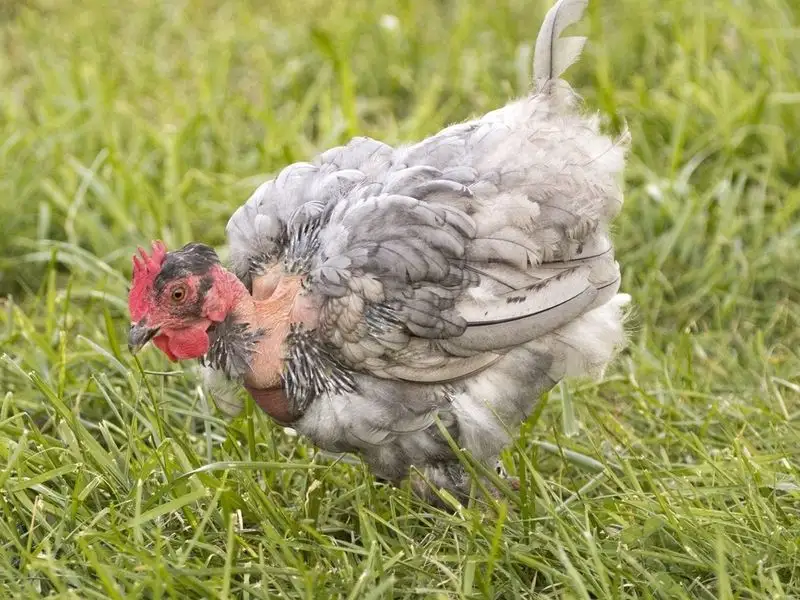 What is molting in chickens?