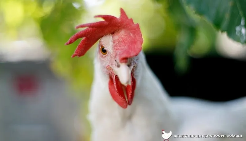 What is the purpose of a chicken's comb?