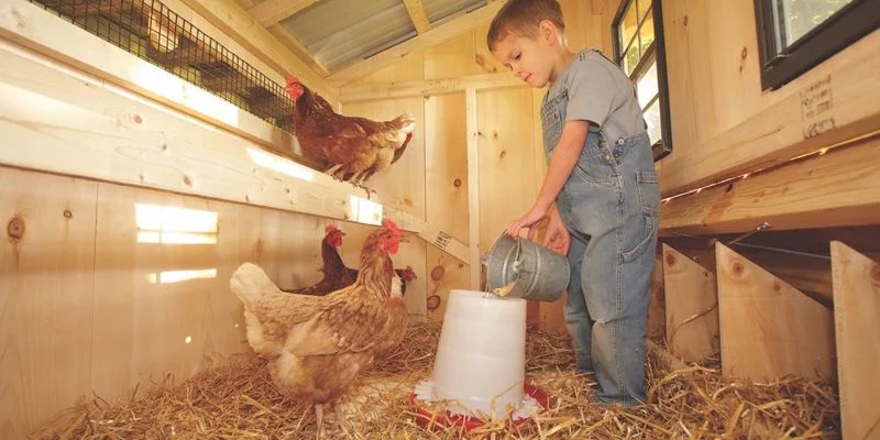 What should a chicken coop have?